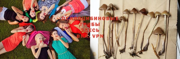 PSILOCYBIN Верхний Тагил